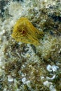 Tubeworm underwater Sabella spallanzaniiÃÂ Sea Life